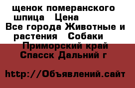 щенок померанского  шпица › Цена ­ 50 000 - Все города Животные и растения » Собаки   . Приморский край,Спасск-Дальний г.